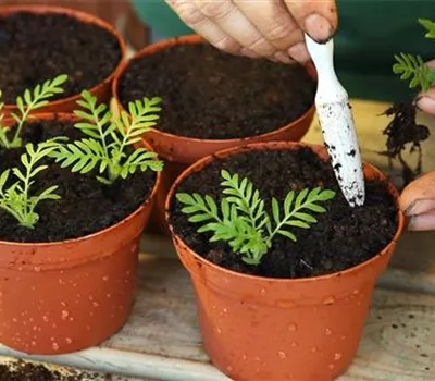 Farnblättriger Lavendel - Pikieren Farnblättriger Lavendel - Pikieren