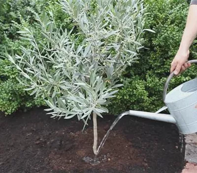 Olivenbaum - Einpflanzen im Garten
