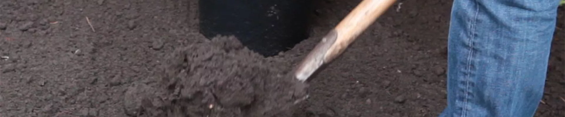 Kornelkirsche - Einpflanzen im Garten (2)