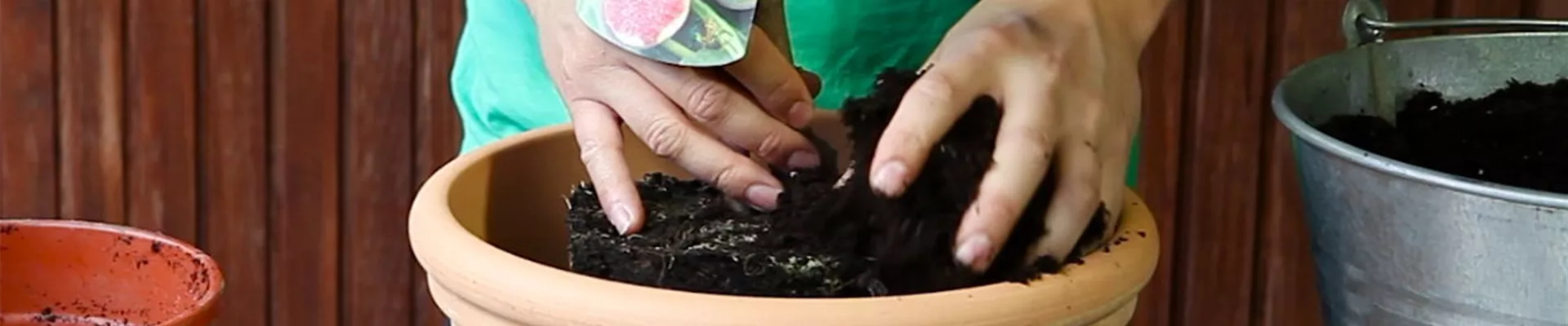 Feige - Einpflanzen in ein Gefäß (4) Feige - Einpflanzen in ein Gefäß (4)