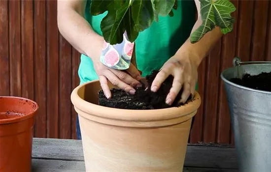 Feige - Einpflanzen in ein Gefäß Feige - Einpflanzen in ein Gefäß