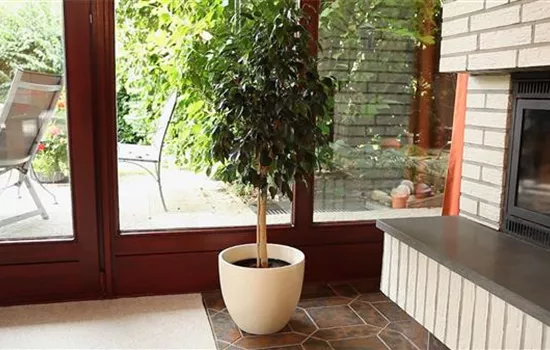 Birkenfeige - Einpflanzen in ein Gefäß