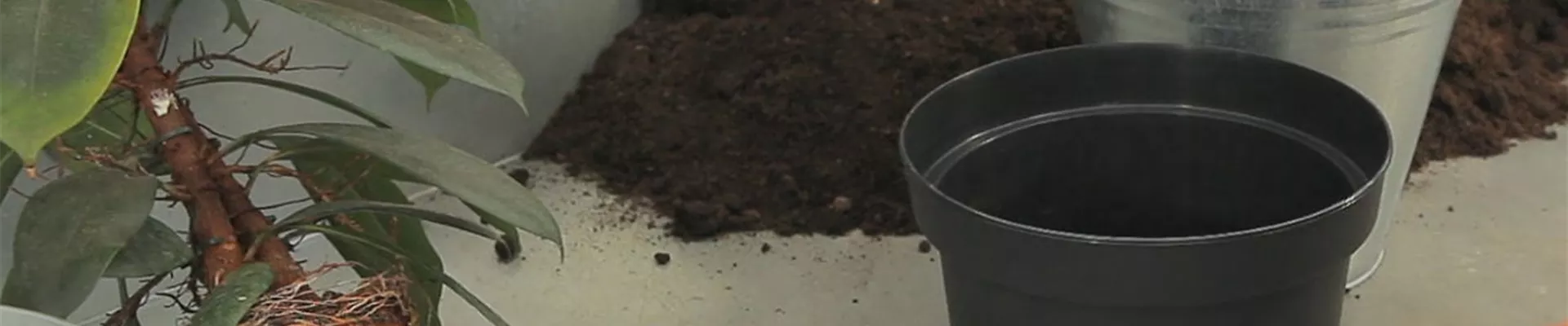 Verzweigter Gummibaum-Umtopfen 7