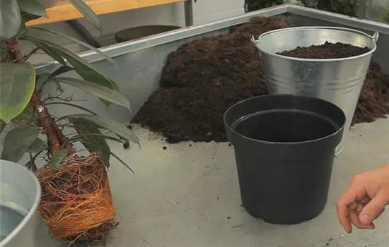 Verzweigter Gummibaum-Umtopfen