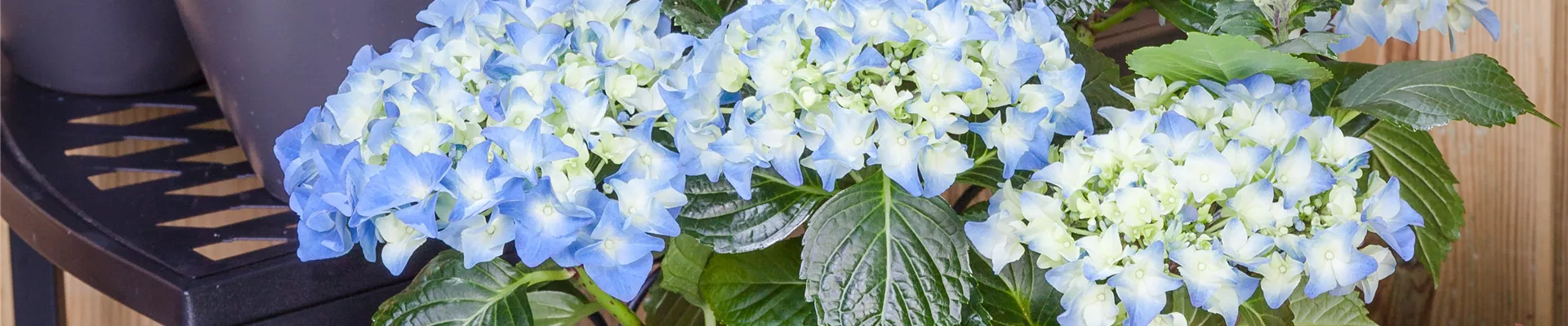 Hydrangea macrophylla, blau Hydrangea macrophylla, blau