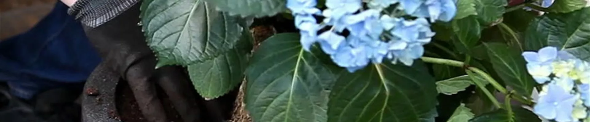 Hortensie - Einpflanzen in ein Gefäß (5) Hortensie - Einpflanzen in ein Gefäß (5)
