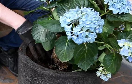 Hortensien - Einpflanzen in ein Gefäß Hortensien - Einpflanzen in ein Gefäß