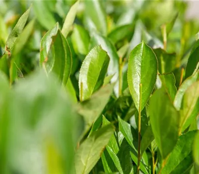 Aronia prunifolia 'Nero'