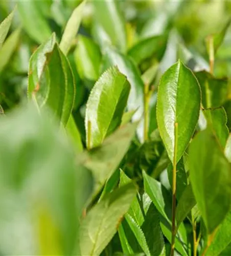 Aronia prunifolia 'Nero'