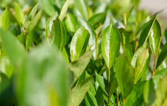 Aronia prunifolia 'Nero'