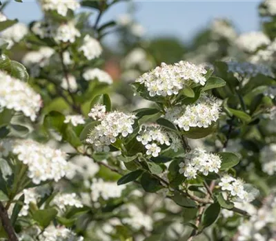 Aronia prunifolia 'Viking'