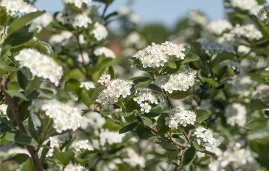 Aronia prunifolia 'Viking'