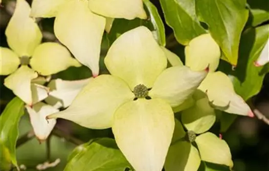 Cornus kousa chinensis 'Schmetterling'