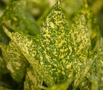 Aucuba japonica 'Variegata' Aucuba japonica 'Variegata'