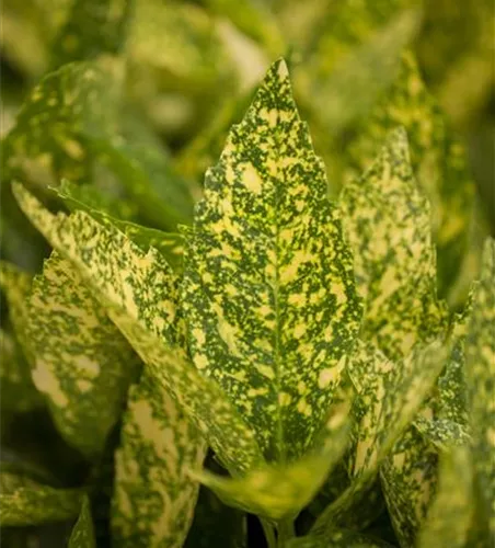 Aucuba japonica 'Variegata'