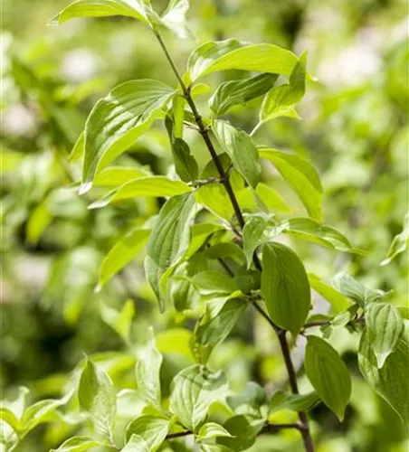 Cornus mas