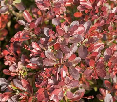 Berberis thunbergii 'Atropurpurea Nana'