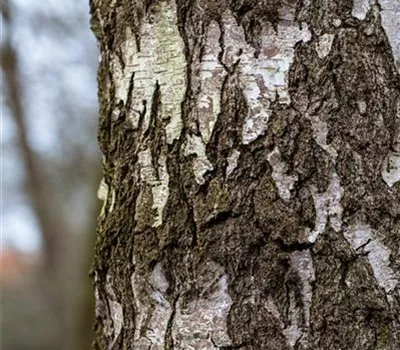 Betula pendula Betula pendula