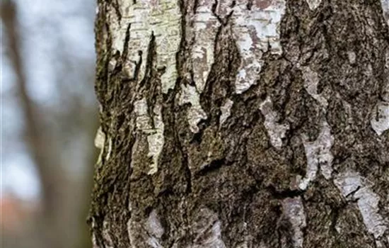 Betula pendula Betula pendula