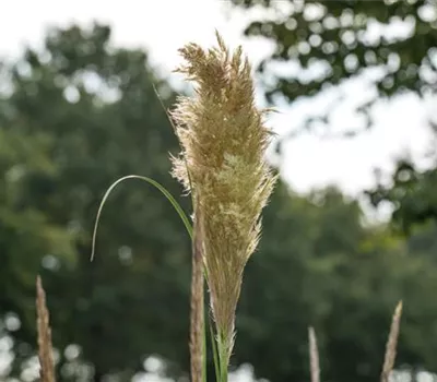 Cortaderia selloana 'Pumila' Cortaderia selloana 'Pumila'