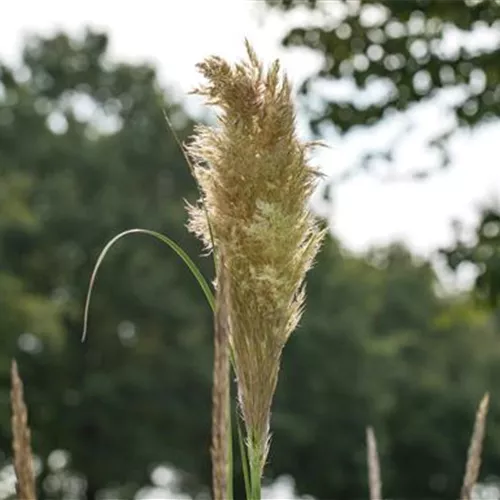 Cortaderia selloana 'Pumila'