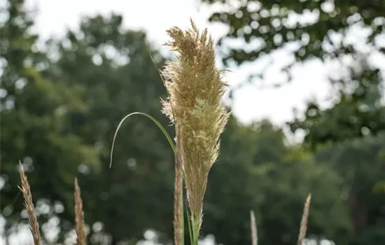 Cortaderia selloana 'Pumila' Cortaderia selloana 'Pumila'