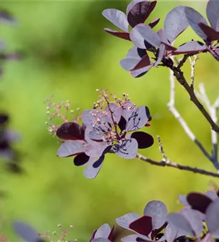 Cotinus coggygria 'Royal Purple'