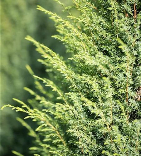 Juniperus com.'Hibernica'