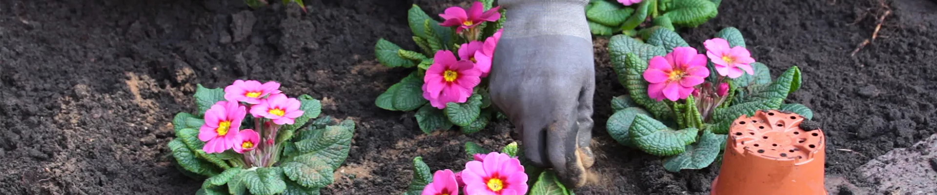 Primeln - Einpflanzen im Garten - Düngen