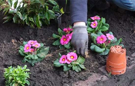 Der Energieschub für die Frühlingsboten Der Energieschub für die Frühlingsboten