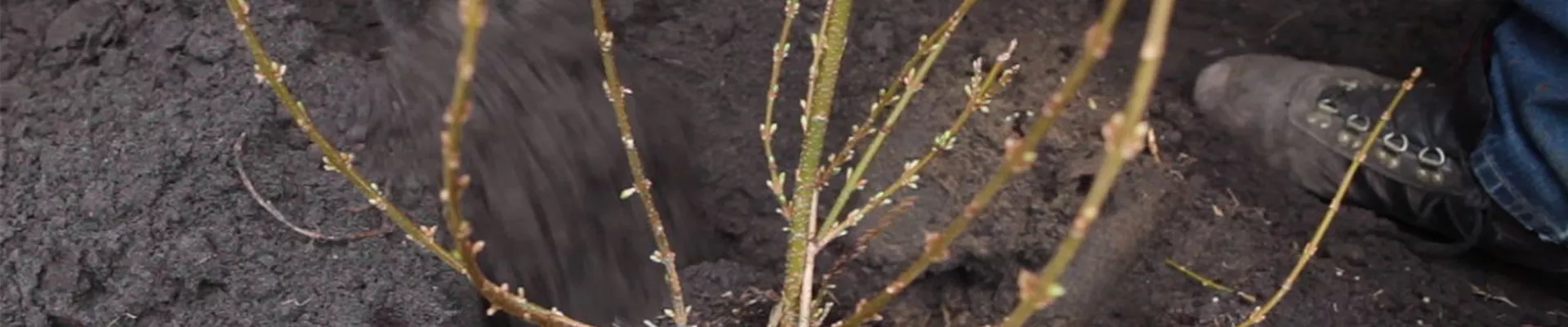 Forsythie - Einpflanzen im Garten 5 Forsythie - Einpflanzen im Garten 5