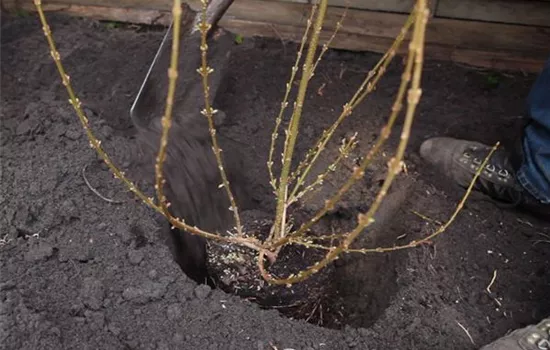 Forsythie - Einpflanzen im Garten Forsythie - Einpflanzen im Garten