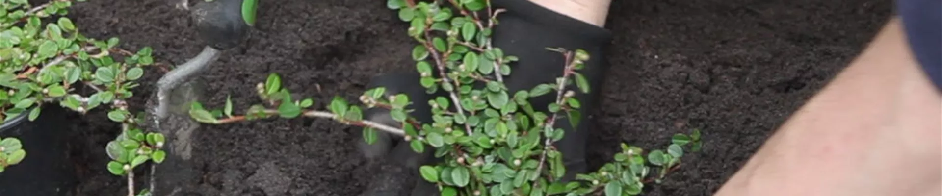 Zwergmispel-Einpflanzen im garten 4