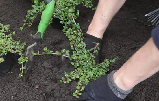 Zwergmispel-Einpflanzen im Garten 