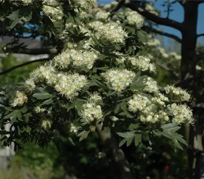 Crataegus monogyna