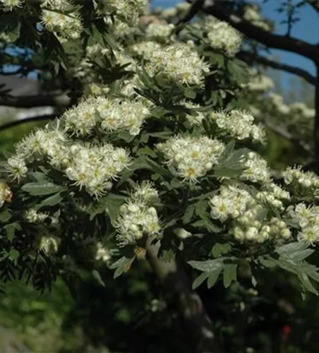 Crataegus monogyna