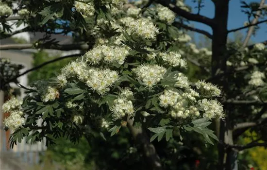 Crataegus monogyna
