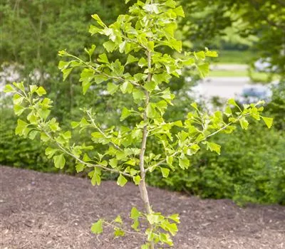 Ginkgo biloba Ginkgo biloba