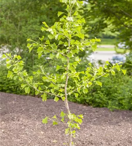 Ginkgo biloba