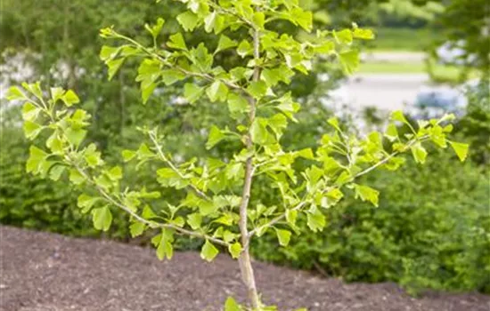 Ginkgo biloba Ginkgo biloba