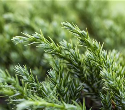 Juniperus squamata 'Blue Carpet'
