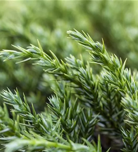 Juniperus squamata 'Blue Carpet'