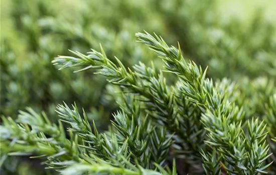 Juniperus squamata 'Blue Carpet'