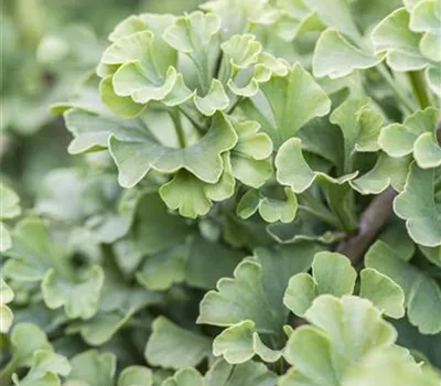 Ginkgo biloba 'Mariken'