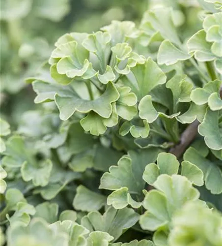 Ginkgo biloba 'Mariken'