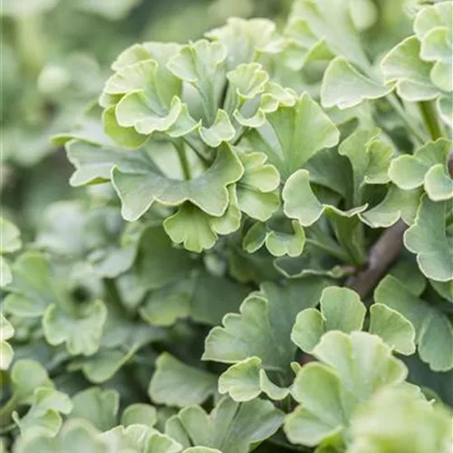 Ginkgo biloba 'Mariken'