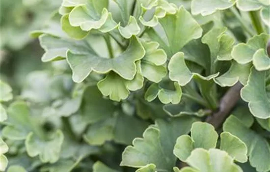 Ginkgo biloba 'Mariken' Ginkgo biloba 'Mariken'