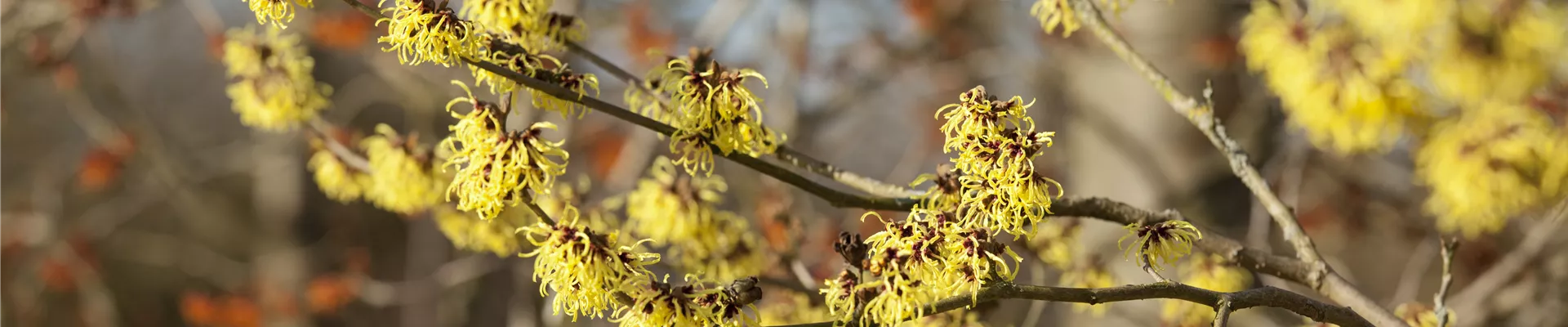 Hamamelis x intermedia 'Primavera'