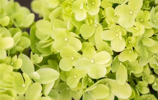 Hydrangea panic. 'Little Lime' -R-