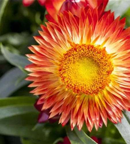 Trockenblumen als stilvolles Dekomaterial